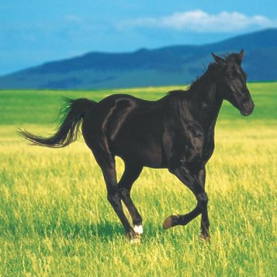 Draaiboek Paarden feestje 